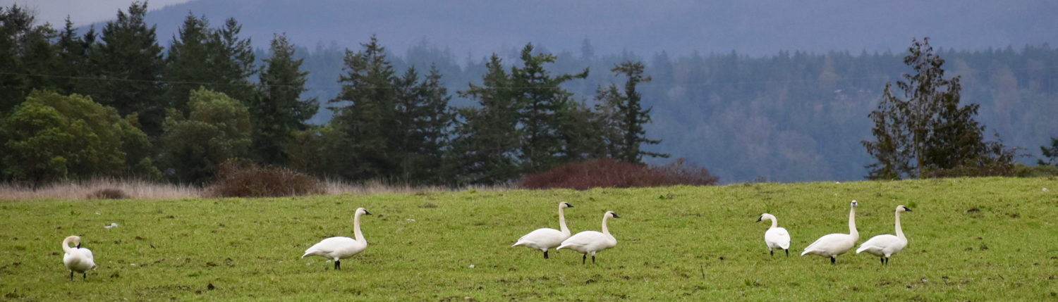 Birds Across America